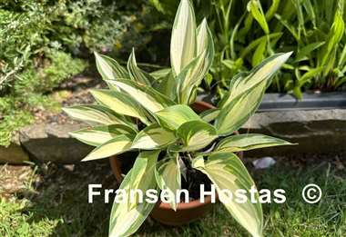 Hosta Little Angel Wings