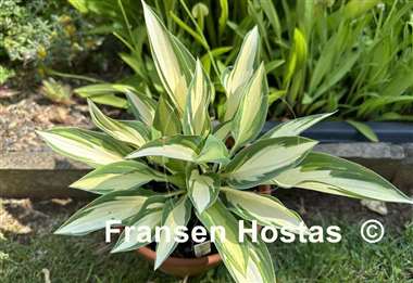 Hosta Little Angel Wings