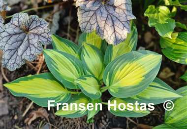 Hosta Little Angel Wings