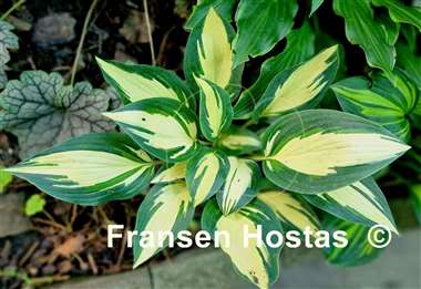 Hosta Little Angel Wings