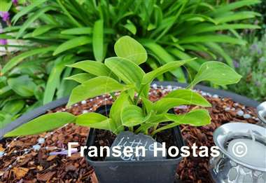 Hosta Little Bit