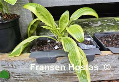 Hosta Little Bo Peep