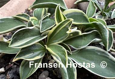 Hosta Little Ice Mouse