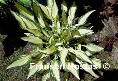 Hosta Little Jay