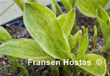Hosta Little Maddie