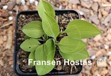 Hosta Little Miss Muffet