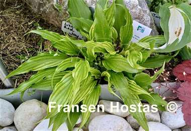 Hosta Little Red Joy