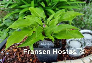 Hosta Little Red Rooster