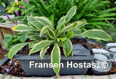 Hosta Little Star Struck