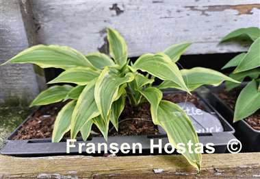 Hosta Little Star Struck