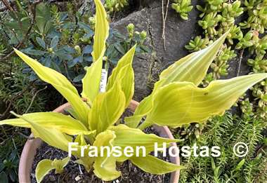 Hosta Little Starlet
