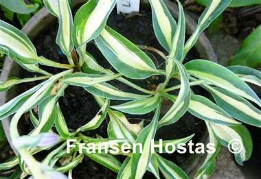 Hosta Little Treasure