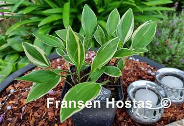 Hosta Little White Lines