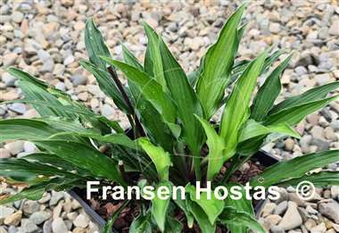 Hosta Livin' on the Edge