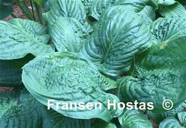 Hosta Lord Puckersheen