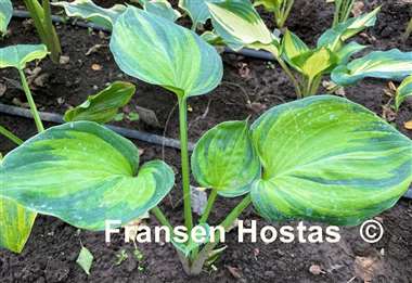 Hosta Lost in Paradise