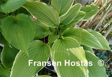 Hosta Louie Louie