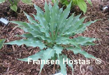 Hosta Love Lost