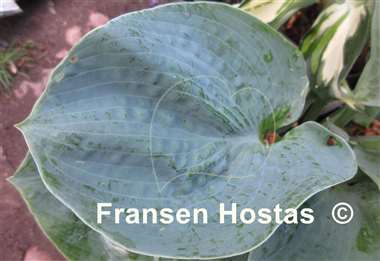 Hosta Love Pat