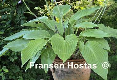 Hosta Love Song
