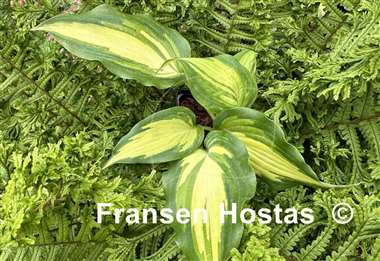 Hosta Love Story