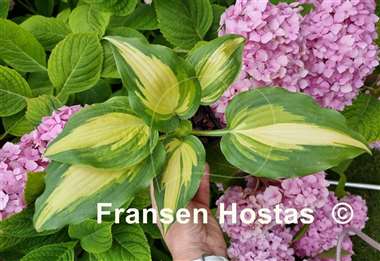 Hosta Love Story