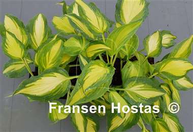 Hosta Love Story
