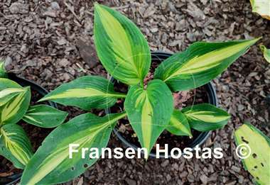 Hosta Love Story