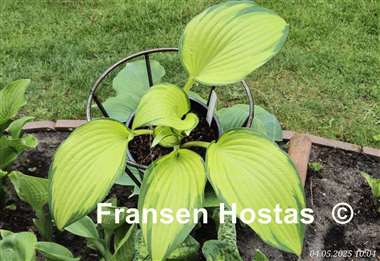 Hosta Love of My Life