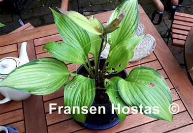 Hosta Love of My Life