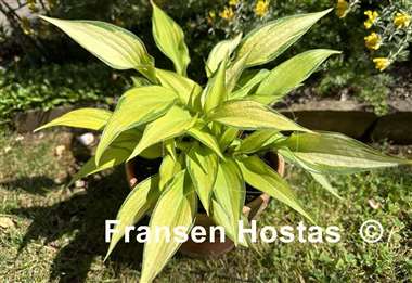 Hosta Love of My Life