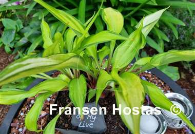 Hosta Love of My Life
