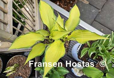 Hosta Love of My Life
