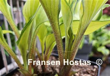 Hosta Love of My Life