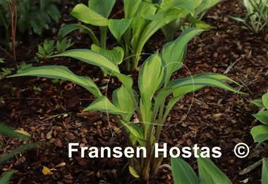 Hosta Love of My Life