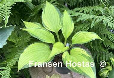 Hosta Love of My Life