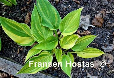 Hosta Luca