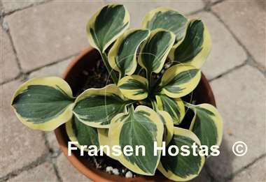 Hosta Lucky Mouse