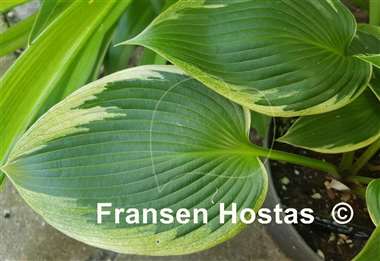 Hosta Lucky Number