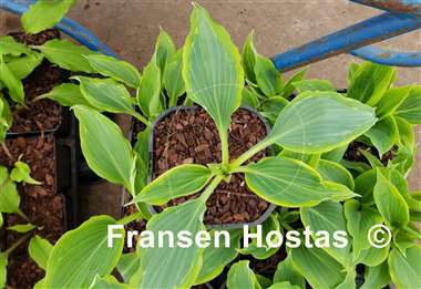 Hosta Ludacris