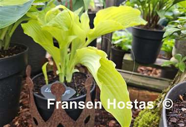 Hosta Lullabye