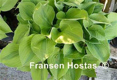Hosta Luna Moth