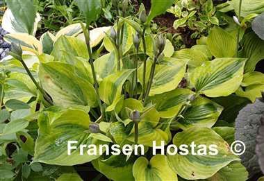 Hosta Luna Moth