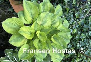 Hosta Luna Moth