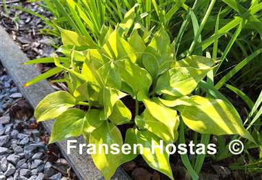 Hosta Luna Tick