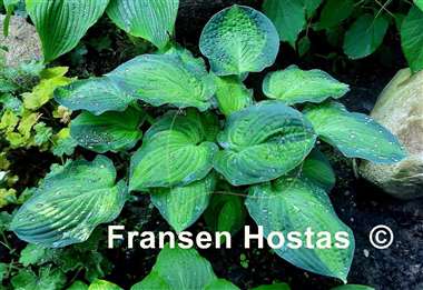 Hosta Lunar Orbit