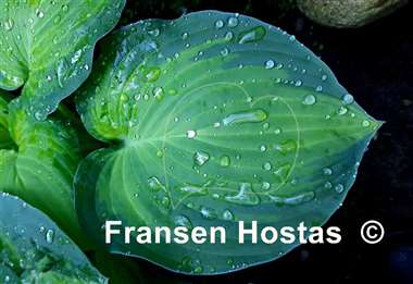 Hosta Lunar Orbit