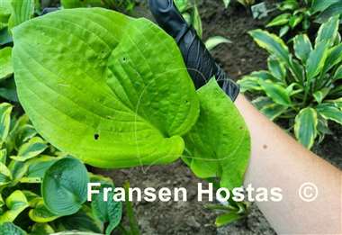 Hosta Lunar Wings