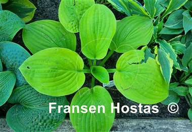 Hosta Lunar Wings