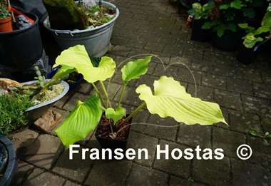 Hosta Lust in the Dust